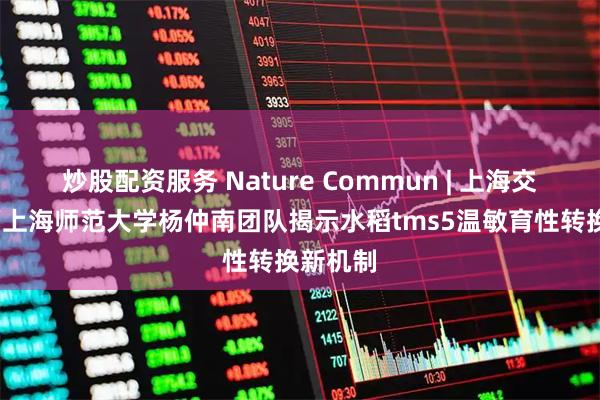 炒股配资服务 Nature Commun | 上海交通大学/上海师范大学杨仲南团队揭示水稻tms5温敏育性转换新机制
